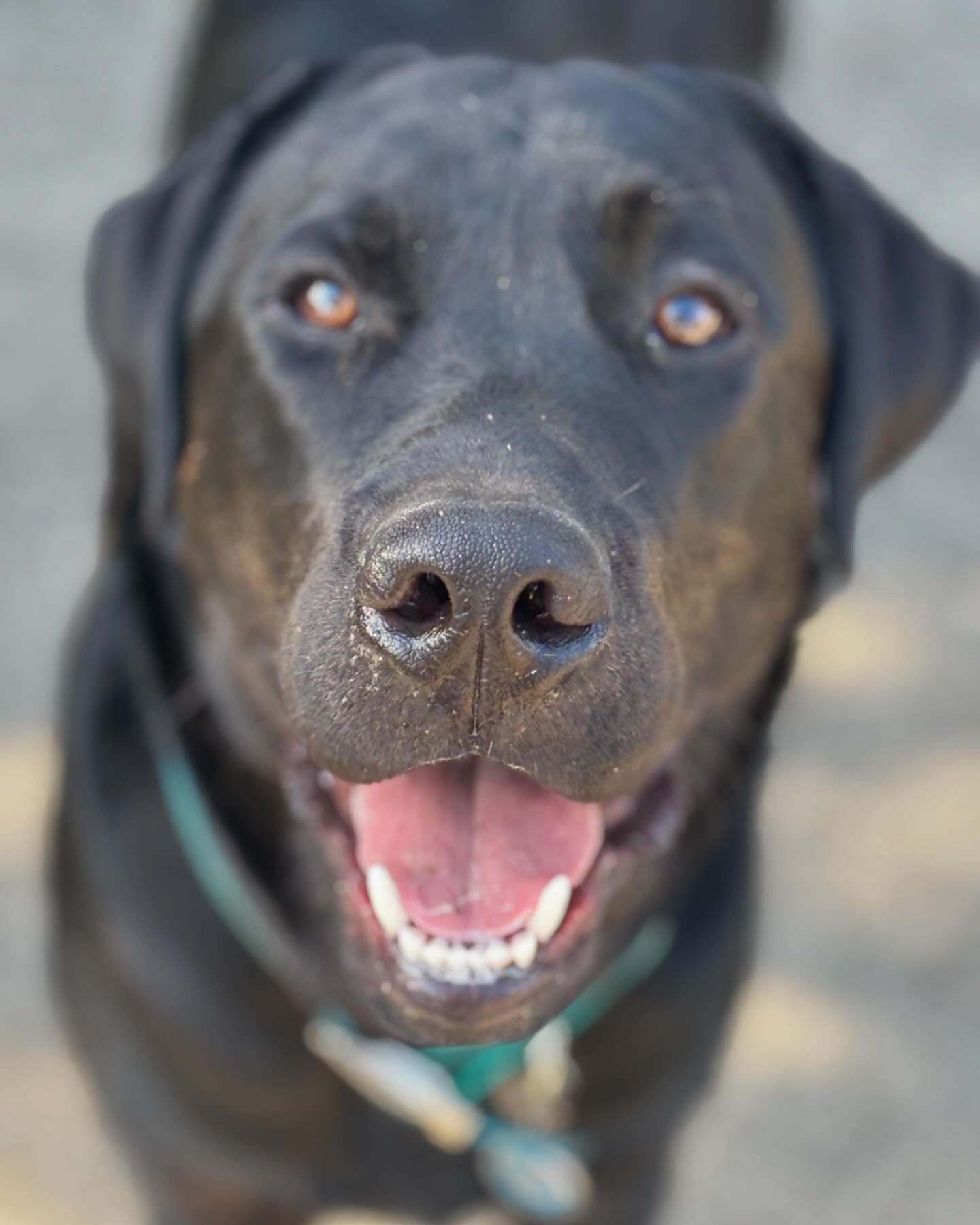 Beautiful Samson is an Aquam Amici baby and a regular holiday guest here ! Said goodbye again today. Until next time sweet boy !

#dogsofinstagram #doggo #dog #labradorsofinstagram #labrador #lab #happydog #blacklabrador #dogshavingfun