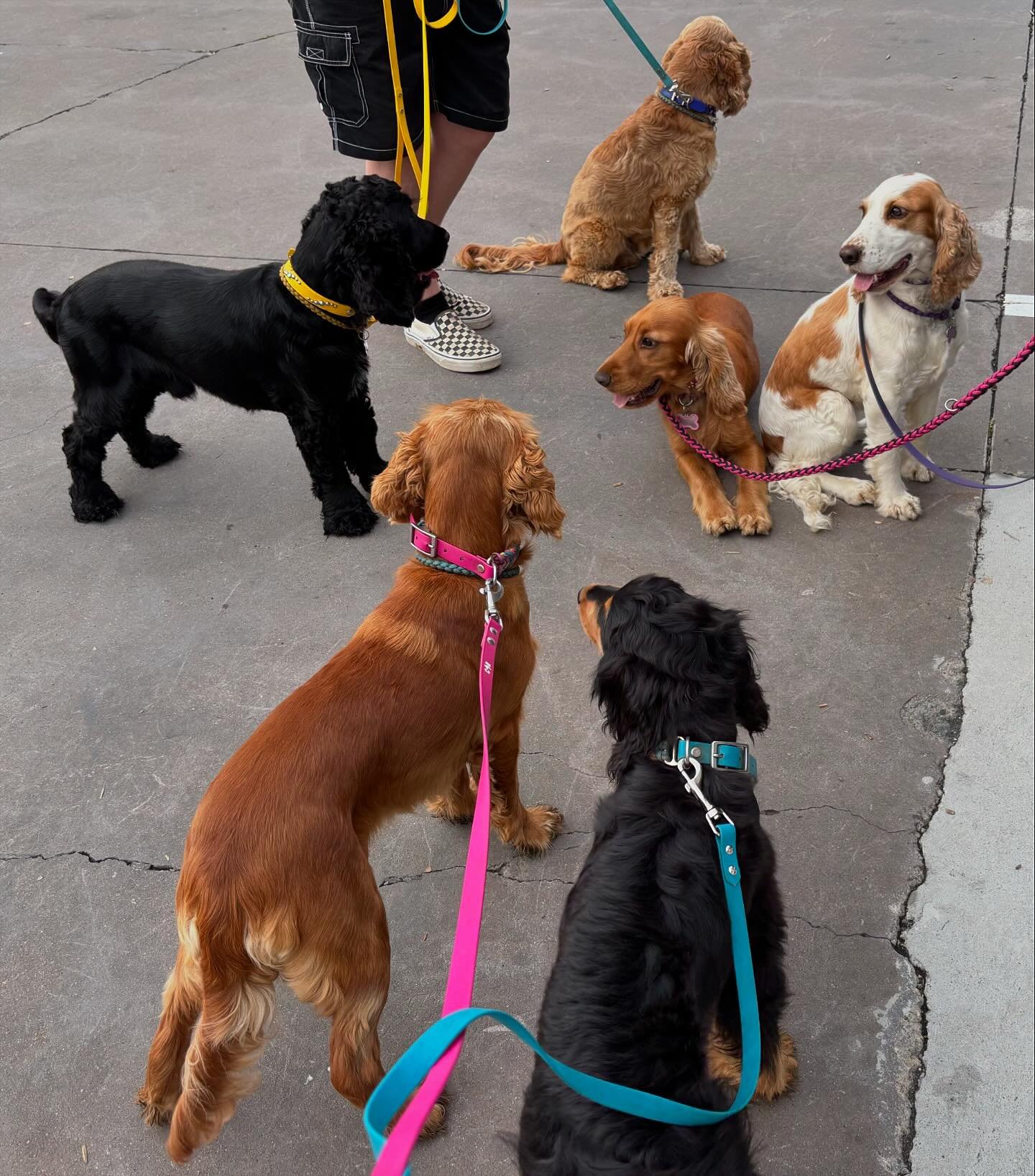 Big day out to Petbarn Narellan for the cocker spaniel haircuts 🥰🥰 Obsessed with them all, looking great 😀😊🥰

#dogsofinstagram #doggo #dog #puppiesofinstagram #puppy #cockerspanielsofinstagram #cockerspaniel #cockerdog #grooming #doggrooms