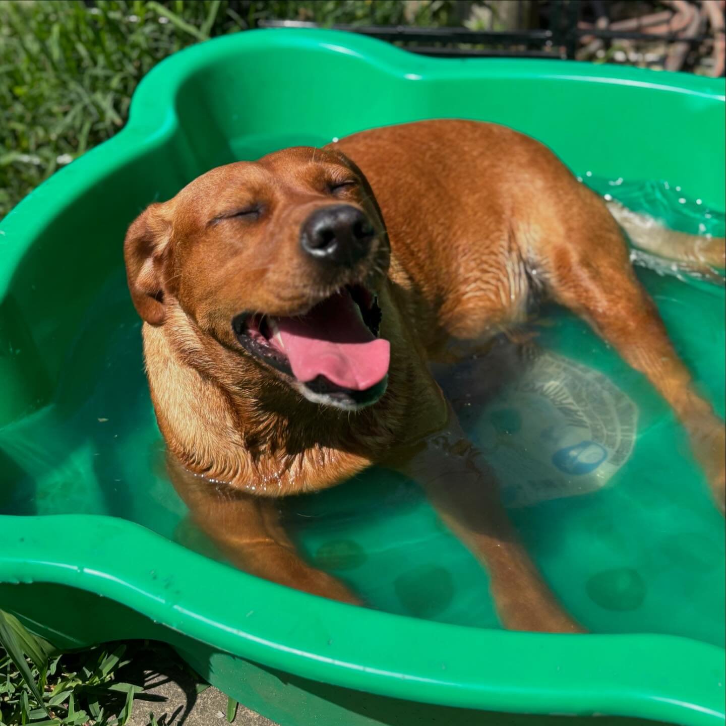 Cooling your dogs down in summer ?? They only need cool water on the legs and stomach, wetting the fur on the top of their body won&rsquo;t help. Of course also fresh drinking water !! 

#dogsofinstagram #doggo #dog #labradorsofinstagram #labrador #f