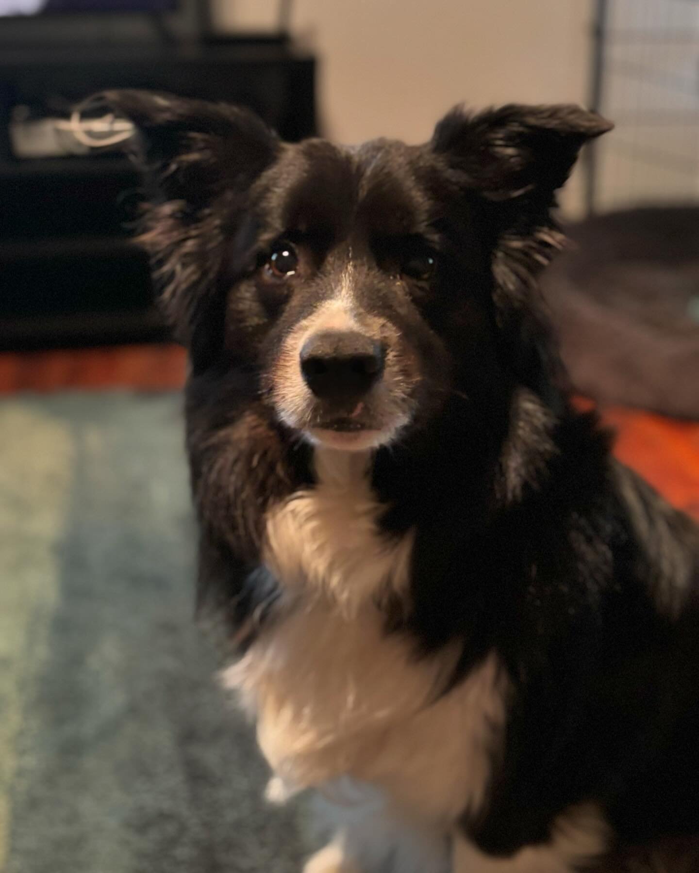 Gorgeous Mr Mack recently spent two nights with us. He is an anxious boy and wasn&rsquo;t super sure what was going on. He managed to make some friends and have some fun though !

#dogsofinstagram #doggo #dog #bordercolliesofinstagram #bordercollie #