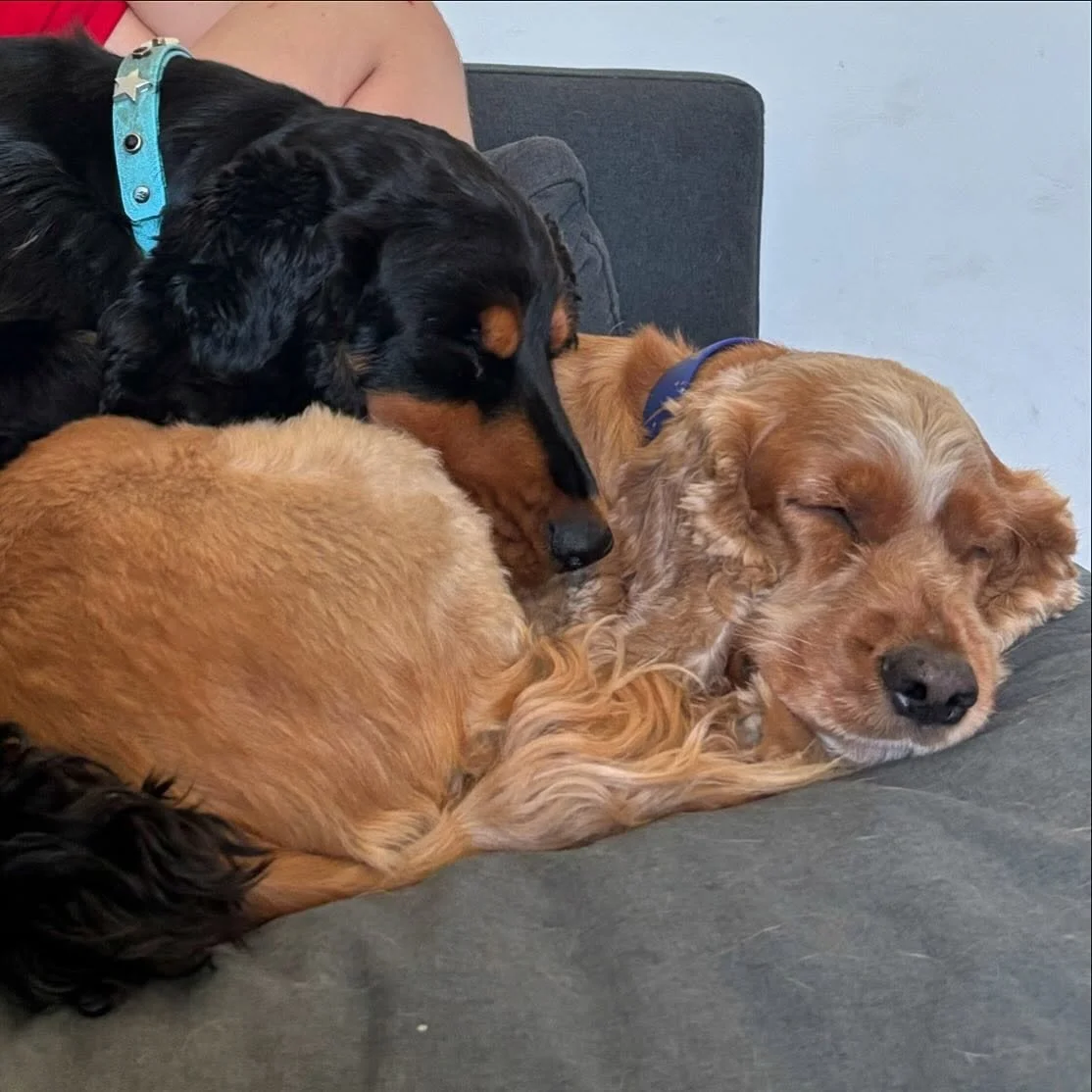 Bandido and Barney 🥰🥰🥰