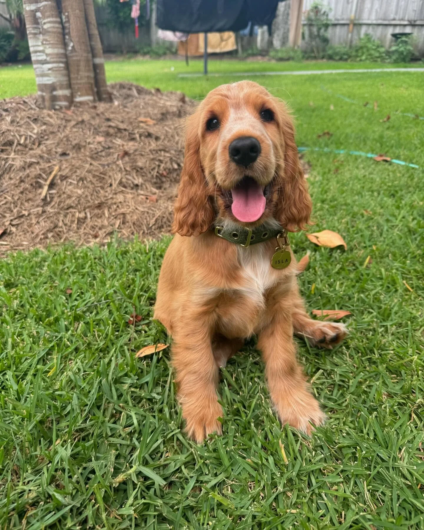 I forgot to take a picture before she left, but here is little Isla (Orange collar) in her new home 🥰🥰🥰