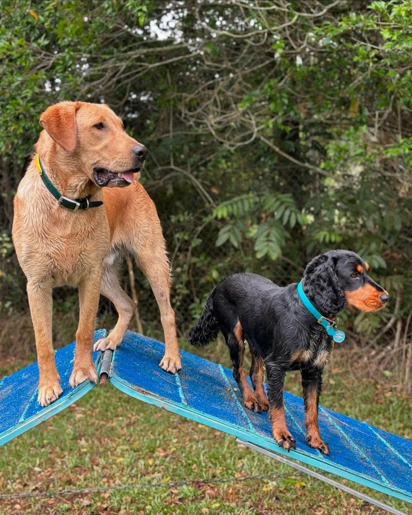 Handsome boys Archie and Bandido 🥰