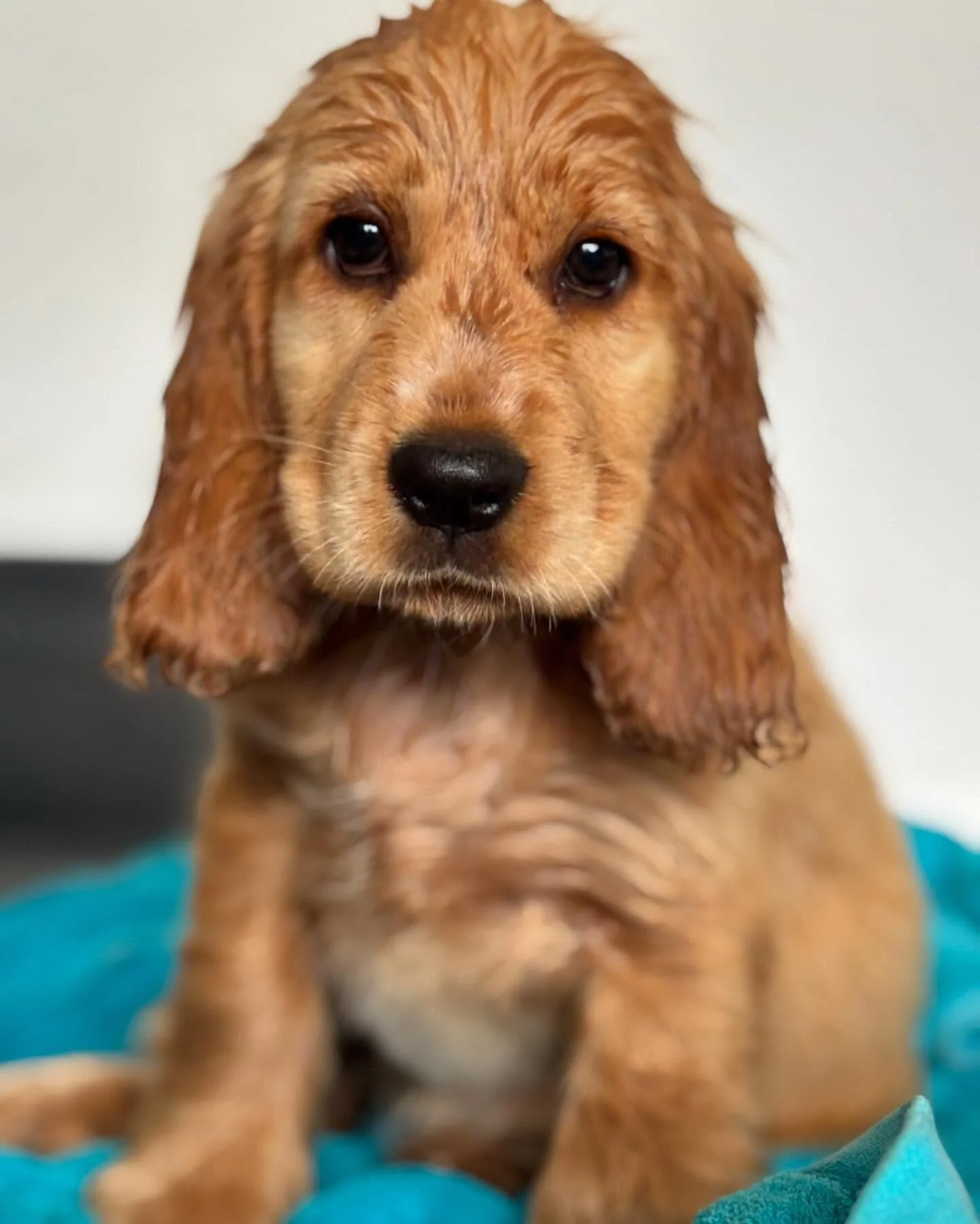 Bye bye Stevie !! We will miss you 🥰