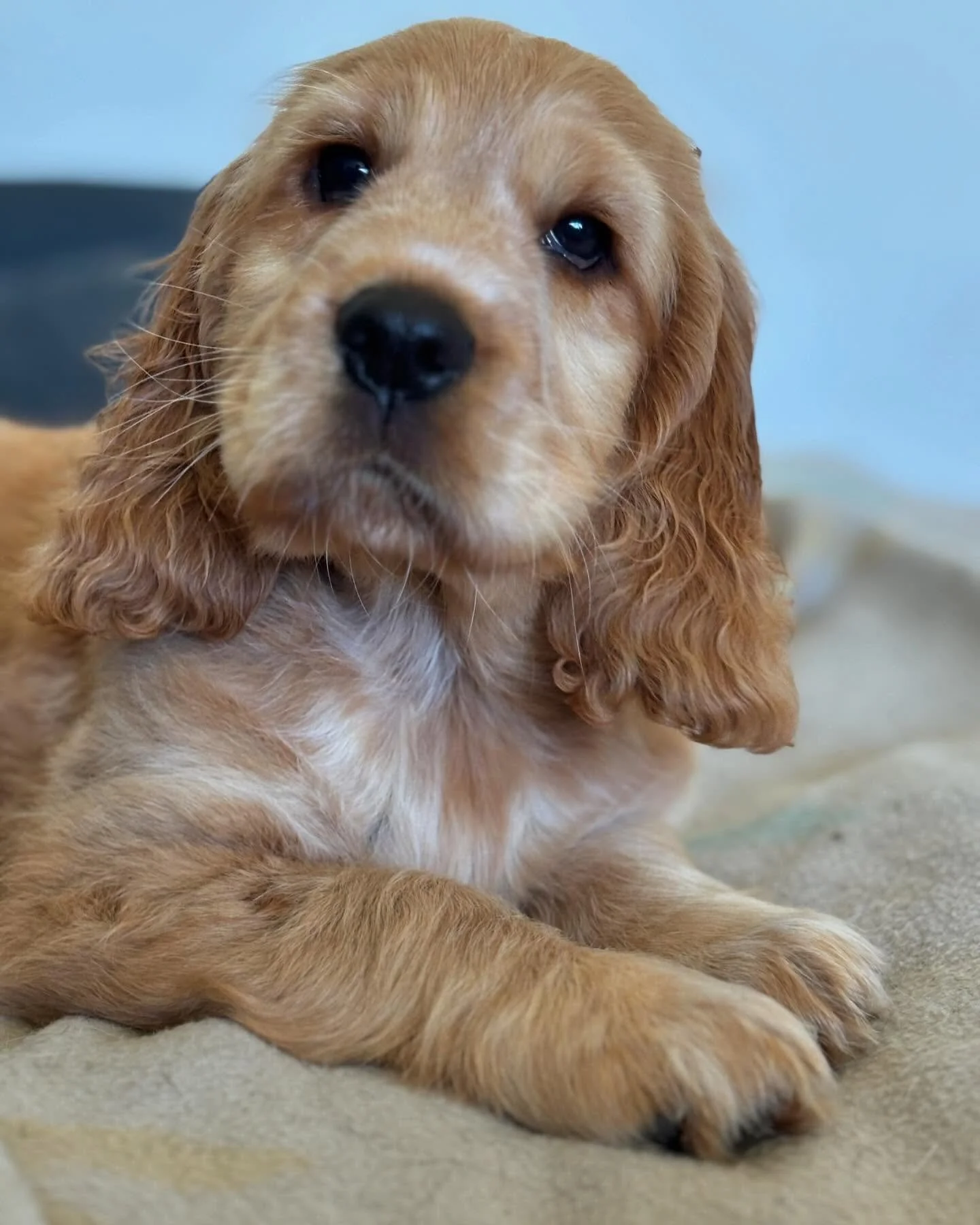 Bye bye miss Yellow, the first of Ivy&rsquo;s babies to leave. All the best with your new family 🥰🥰🥰