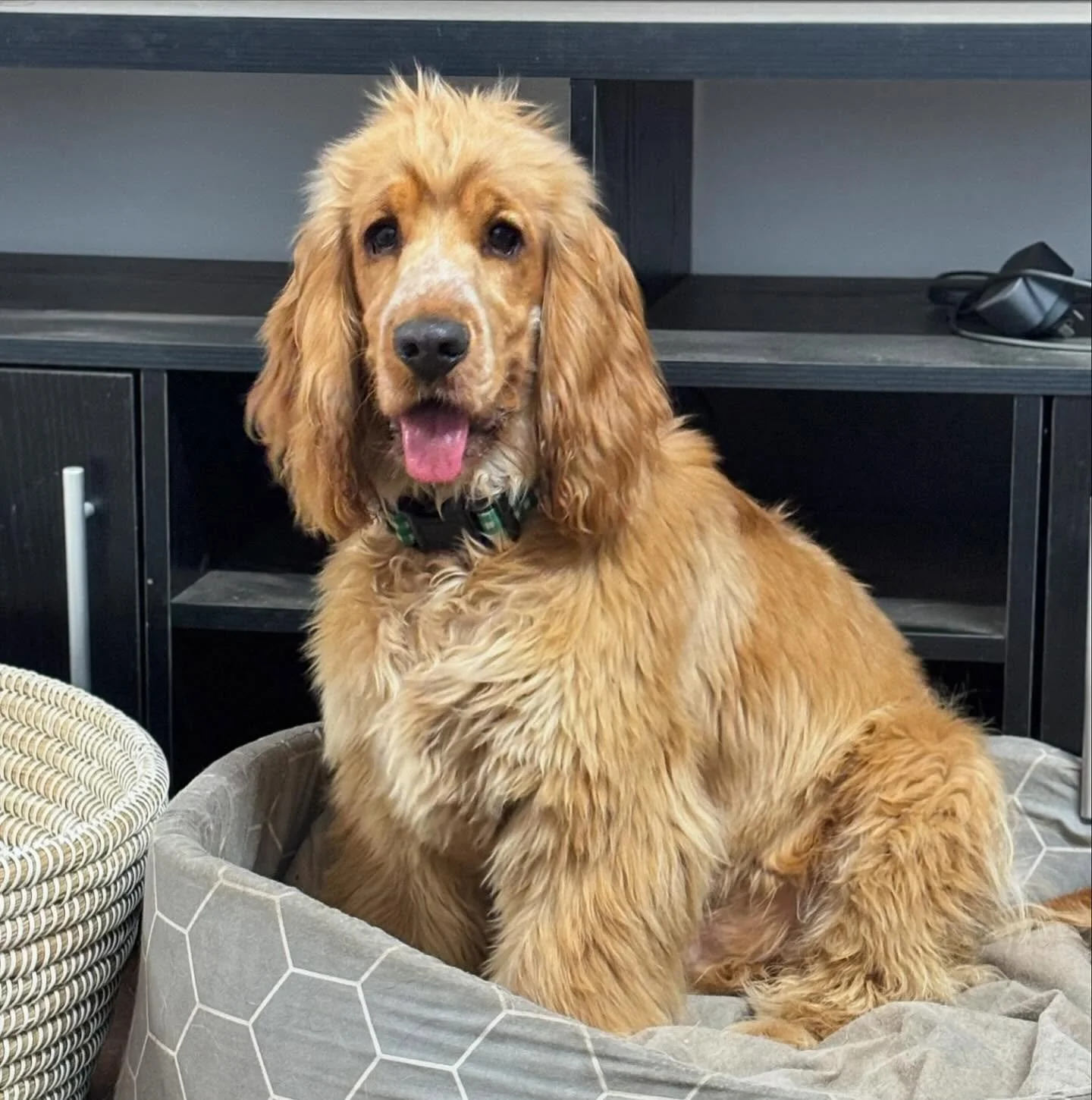 Lovely Lenny from Clover and Peanut&rsquo;s litter earlier this year is visiting at the moment, and having a great holiday ! 🥰