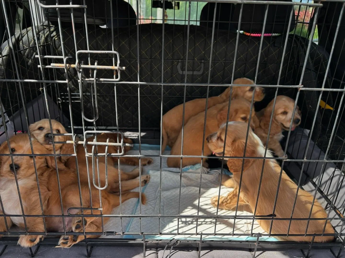 Vet day today for Ivy&rsquo;s litter. Puppies in order of appearance are Rainbow, Yellow, Pink, Purple, Green, Orange, Blue 🥰🥰🥰