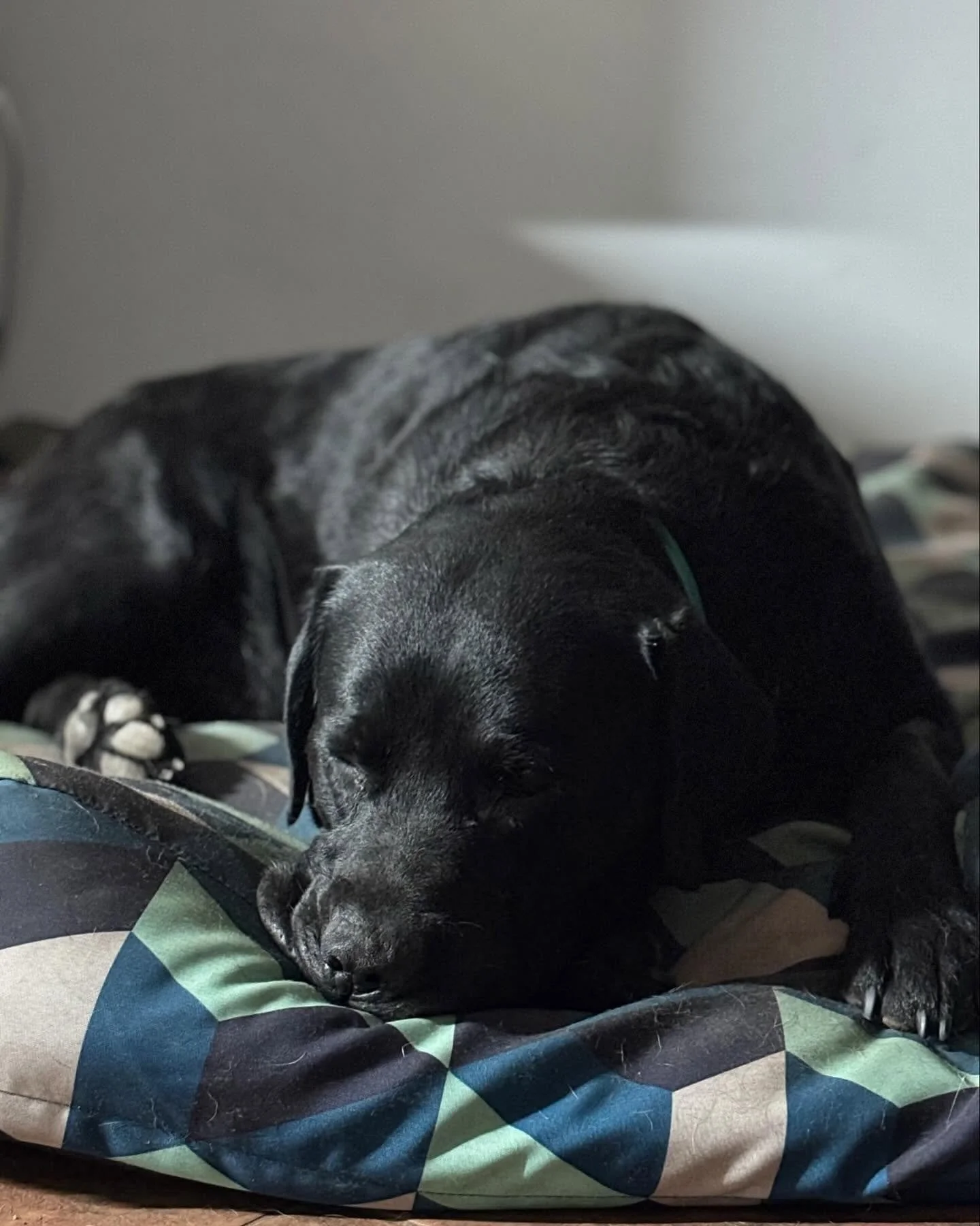 Two very dozey labradors after their desexing today 🥰 End of an Aquam Amici era with Ellie and Hamish both having their ops today ! Give your Ellie or Hamish baby a hug from me, or post a photo of them in the comments ❤️❤️❤️