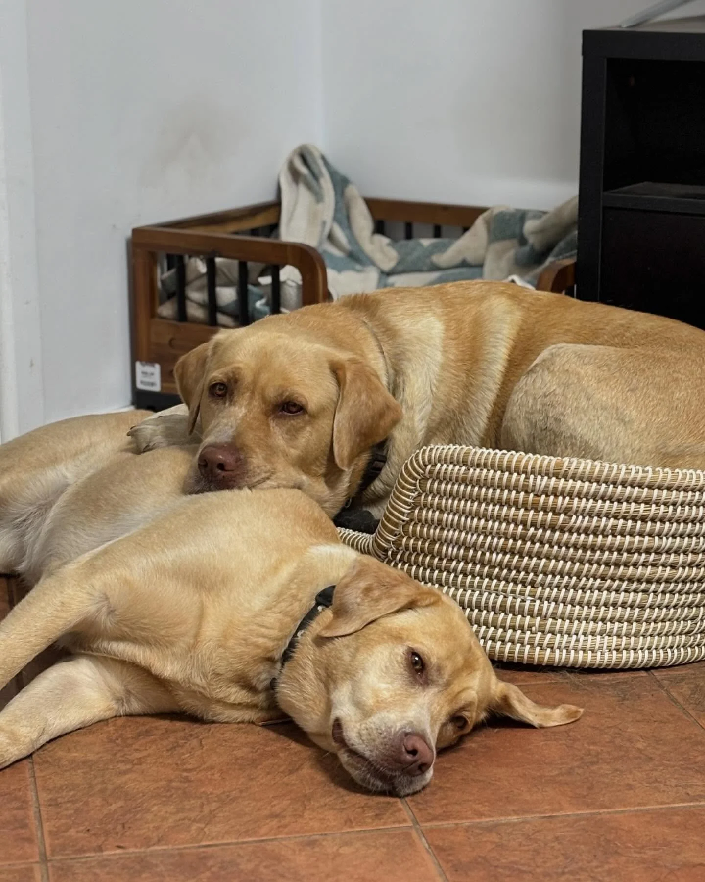 Stitch is 3 years old at this point, but mumma Zoe still looks after her every day 🥰 @georgie_and_stitch