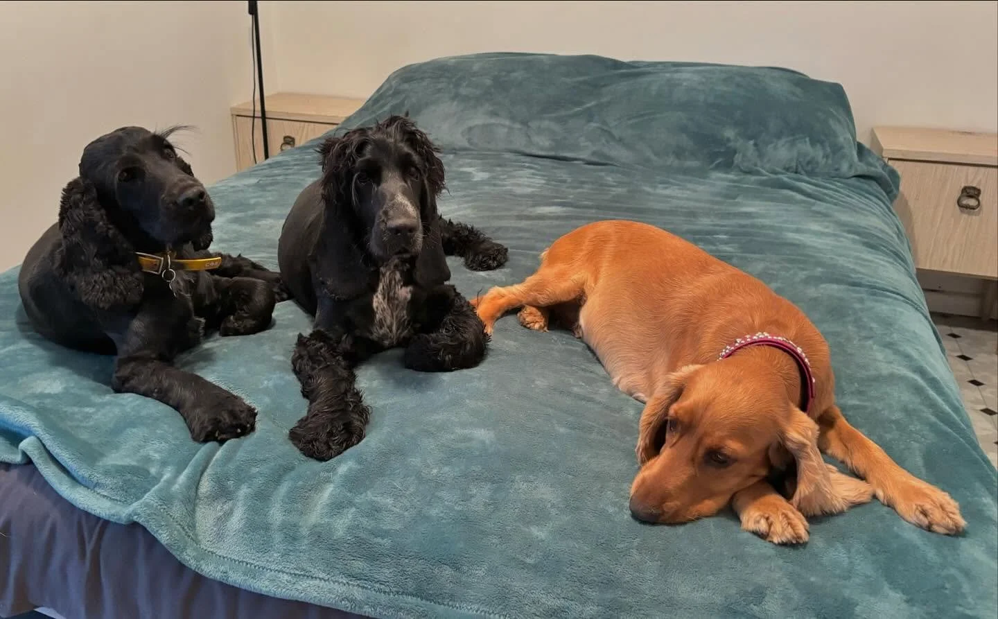 Jambo (centre) has been staying with us while his humans are overseas. Here is is between dad Freddie (left) and mum Ivy (right) 🥰🥰🥰