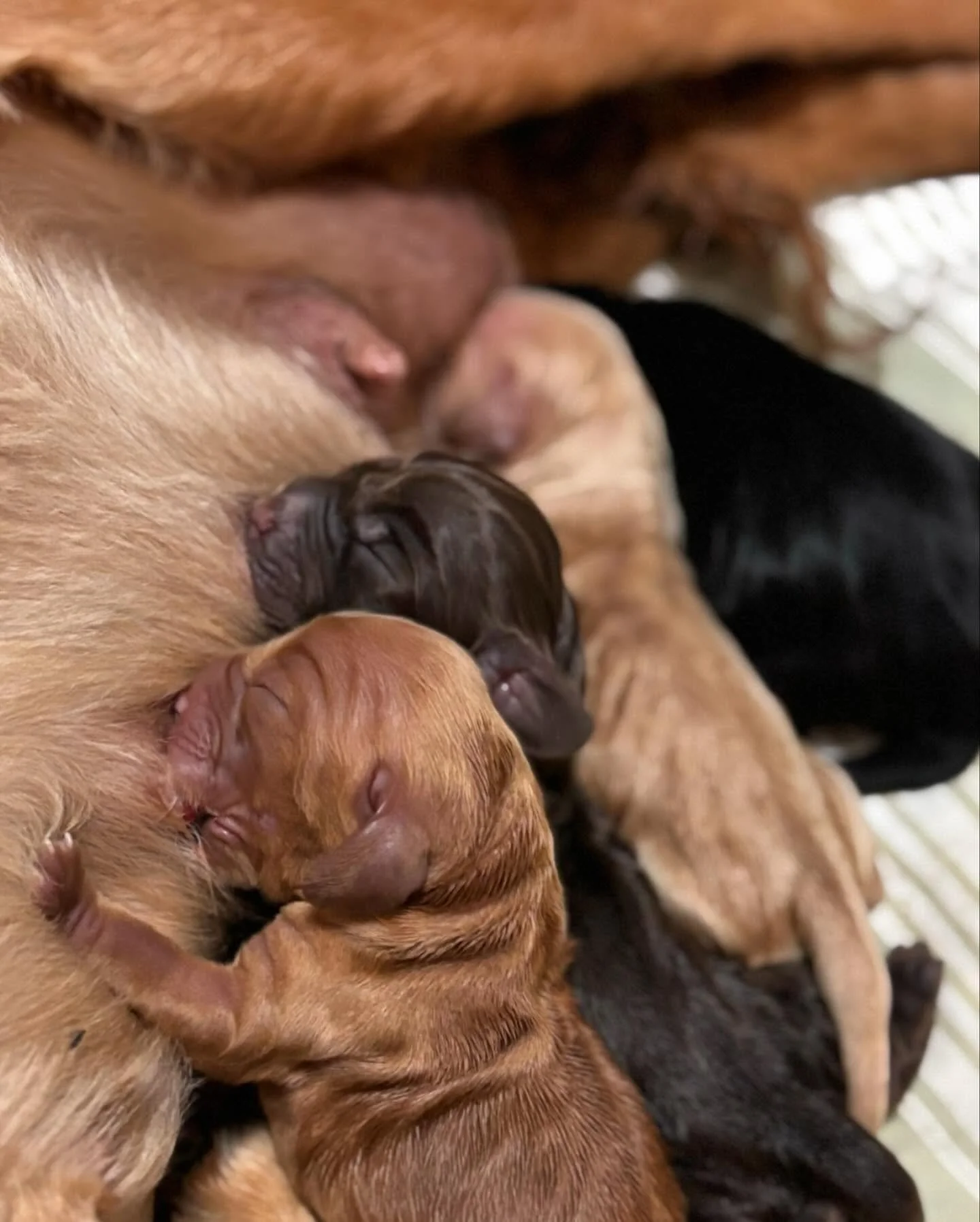 Big congrats to Clover and Bandido on their seven new babies 🥰🥰 Lots of different colours in this litter, a first for me with cocker spaniels !! I am working through my RightPaw list and notifying applicants 😊