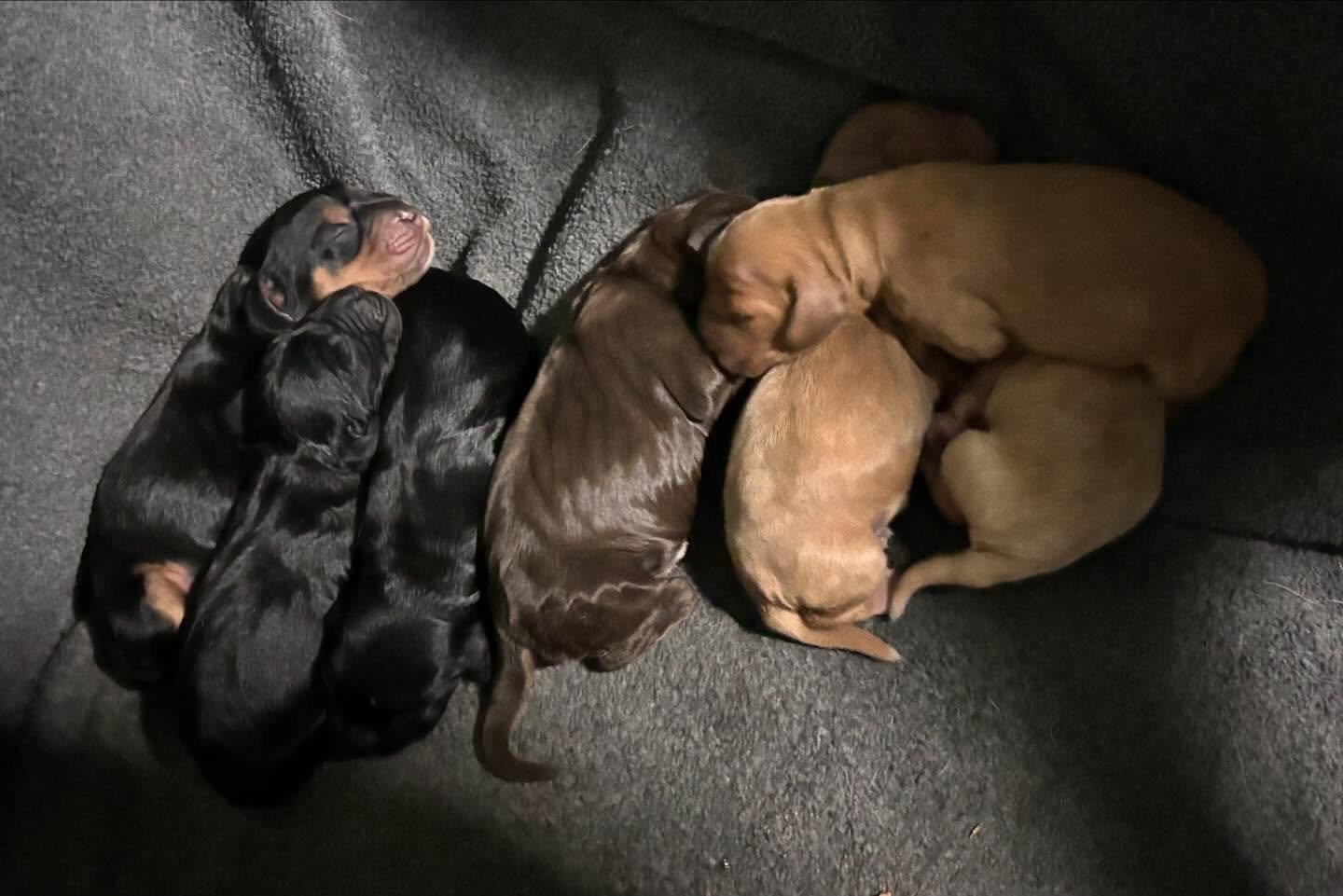 Little muffins almost in a line 😂😂 There&rsquo;s always one 🥰