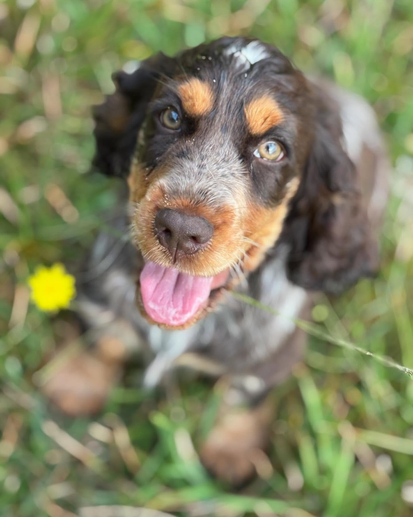Introducing Bubbles ! I was very lucky to be chosen to add this girl to our family. She&rsquo;s certainly made her mark already 🥰🥰