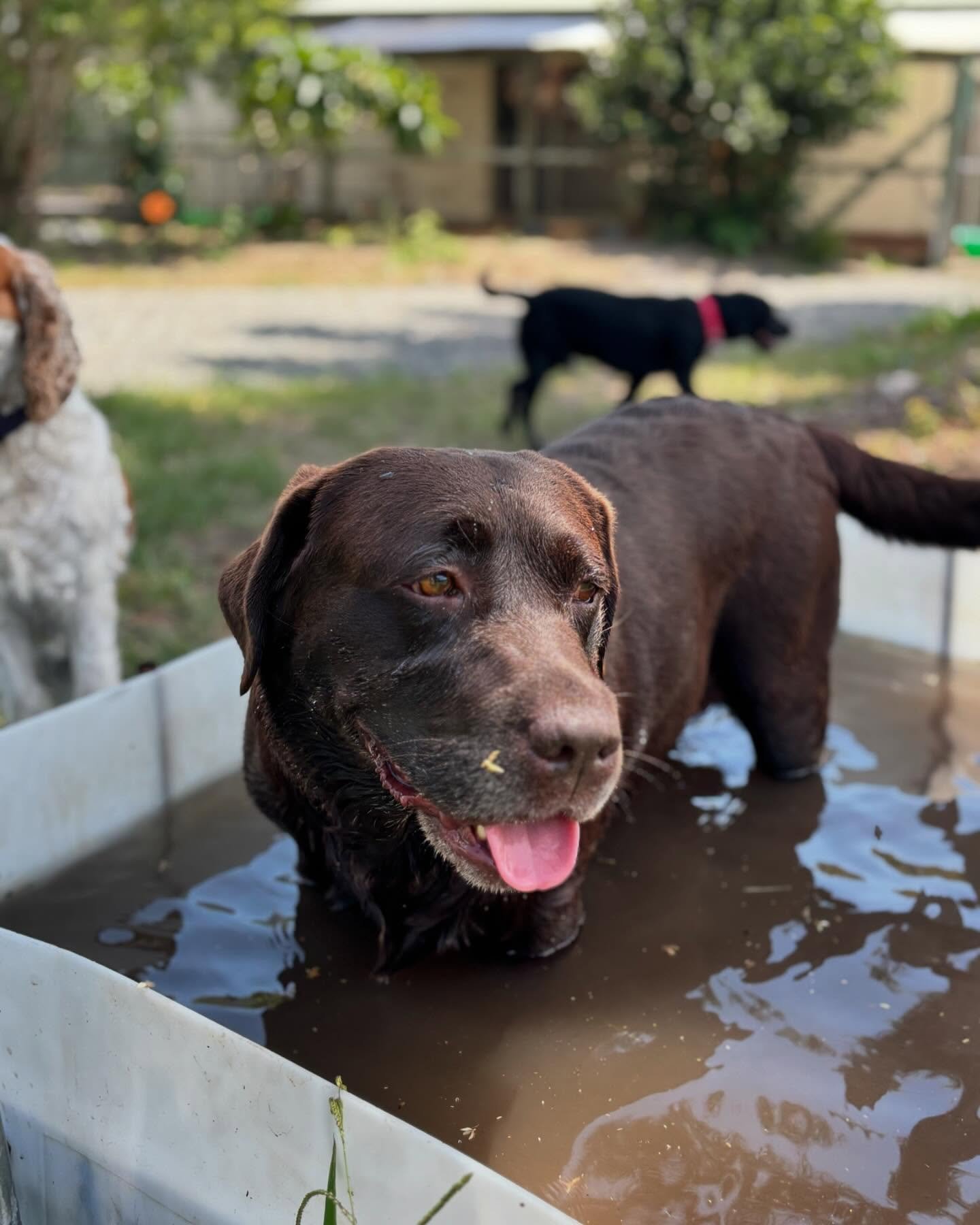 Fun beating the heat this arvo 🥰 Approx 2 minutes is all it took to turn the water brown with them all jumping in and out 😂😂🥰🥰🥰