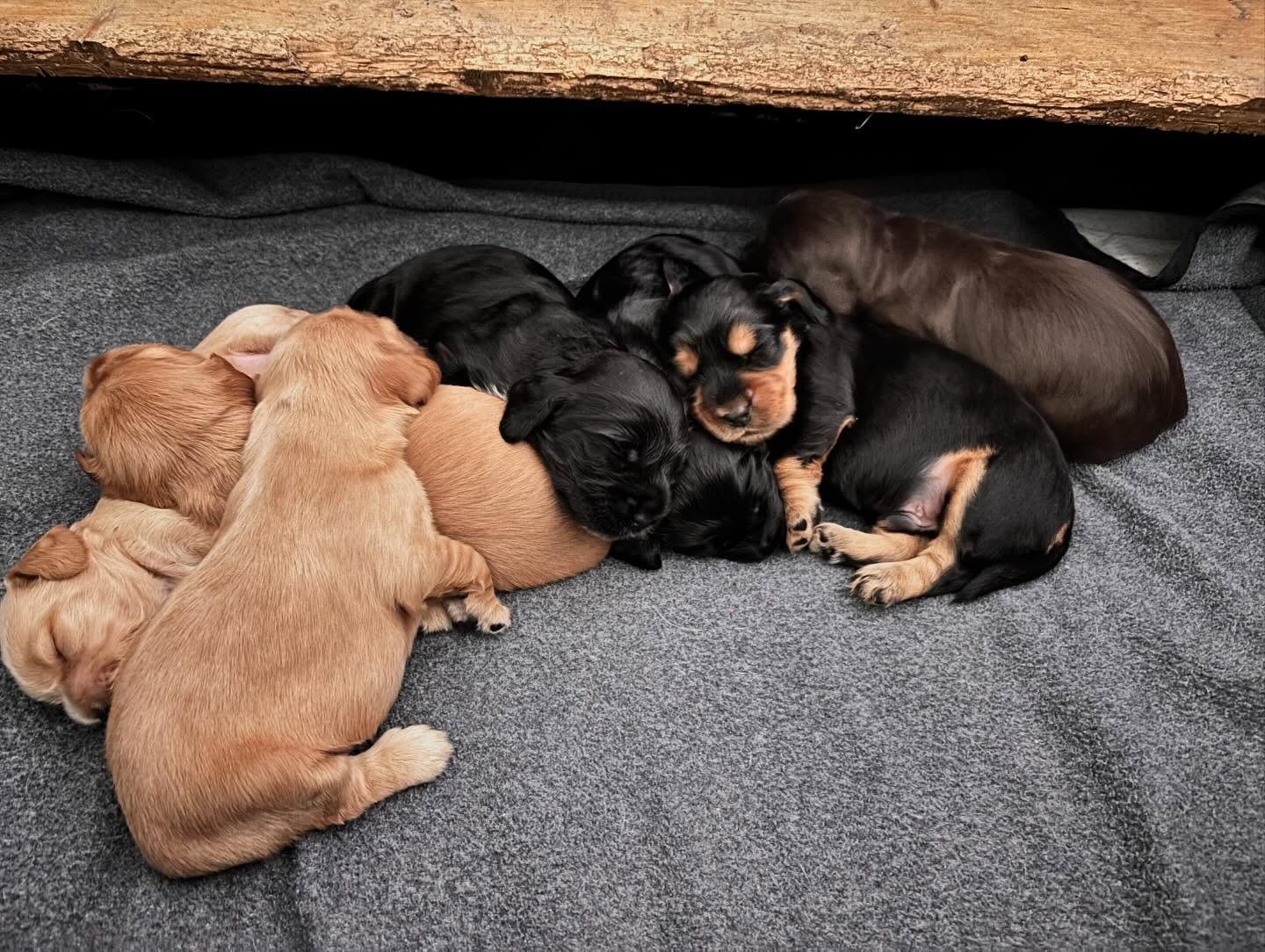 Two weeks of Clover and Bandido&rsquo;s babies (just over two weeks, actually!). Absolutely love all the colours in this group 🥰🥰 Still a little black boy up for grabs, he has a special spot in my heart because it took a bit to get him to take his 