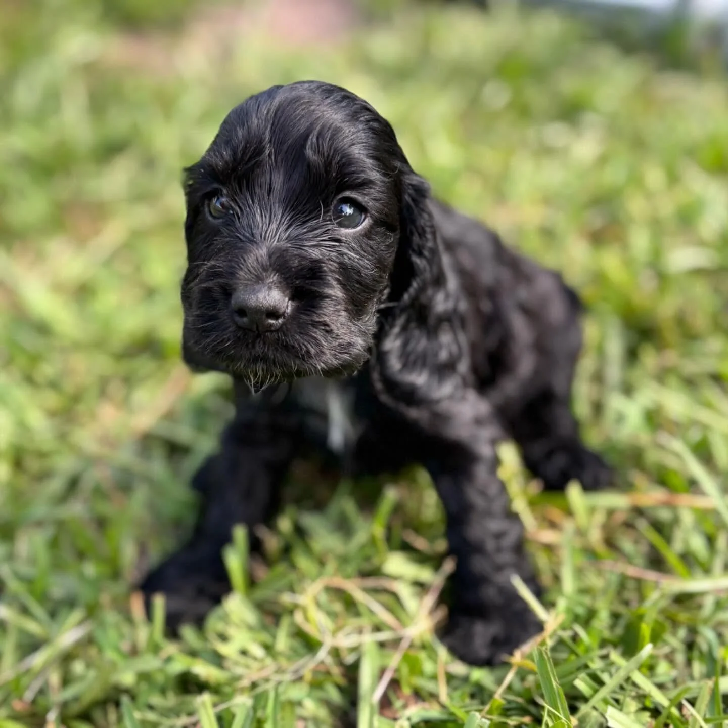 Unfortunately black dog bias seems to be a real thing, and my little black cocker spaniels are still looking for their perfect fits 🥰🥰