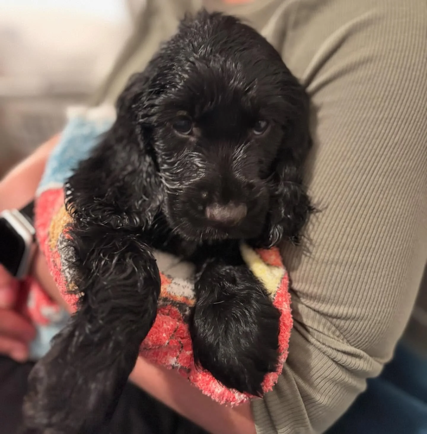 Bye bye to the first of Clover&rsquo;s babies &mdash; Mickey ! All the best with your awesome new people 🥰🥰🥰