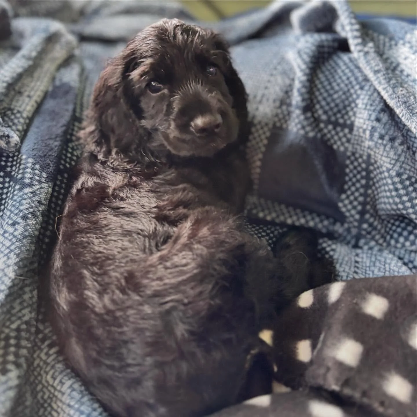 We also said goodbye to these two on the weekend ! Good luck Cowboy and little golden girl (name TBA) ❤️❤️