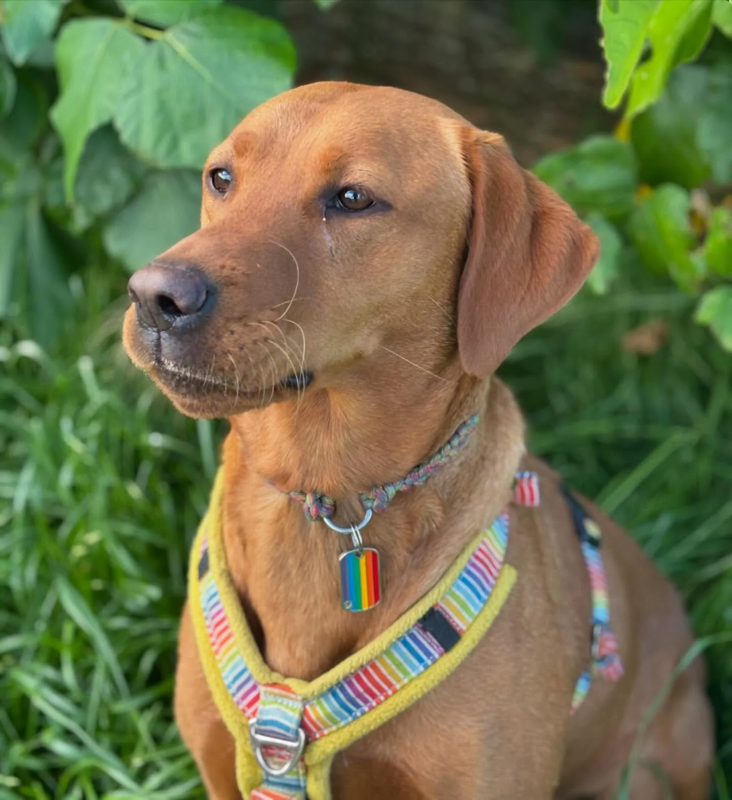 So very excited !!!!! We have fox red labradors on the way !! Due end of April 🥰🥰

Parents health tested, and pups will come with DogsNSW papers &mdash; mains by discussion, otherwise limited. 

Dam: Bartslabs Mini Millie
Sire: Lenimer Rodeggo the 