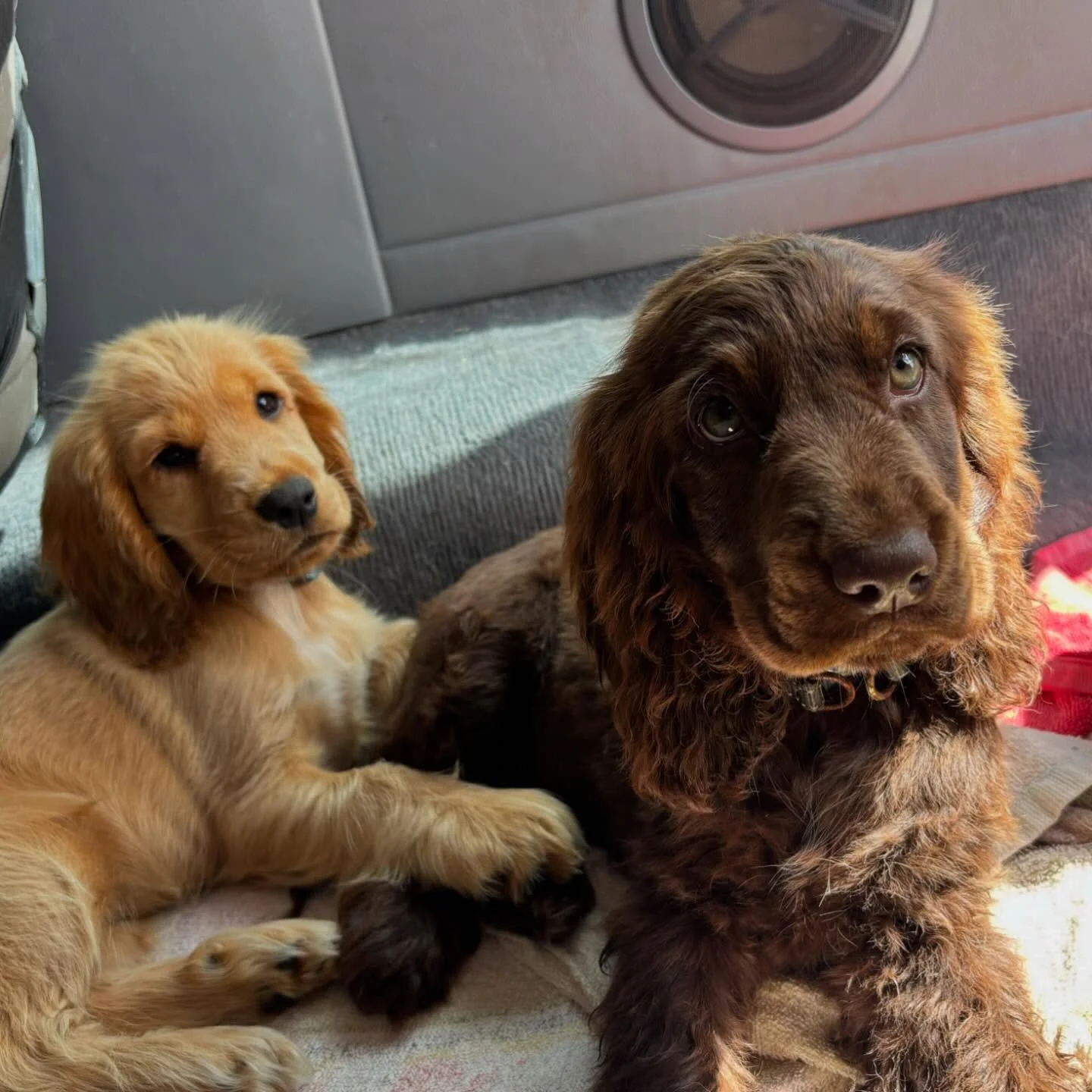 Bye bye to our last two ! Miss gold girl off to Canberra, and Miss Nellie all the way to Melbourne ! We will miss you ❤️