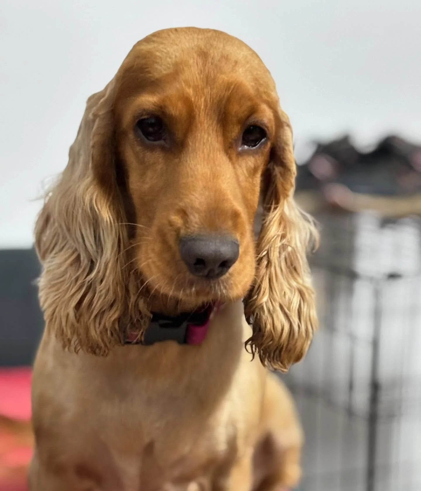 Every dog knows they are the best dog in the world, and none of them are wrong. That being said, here is the face of the best dog in the world 🥰🥰 #cockerspaniel #ivy #happydog