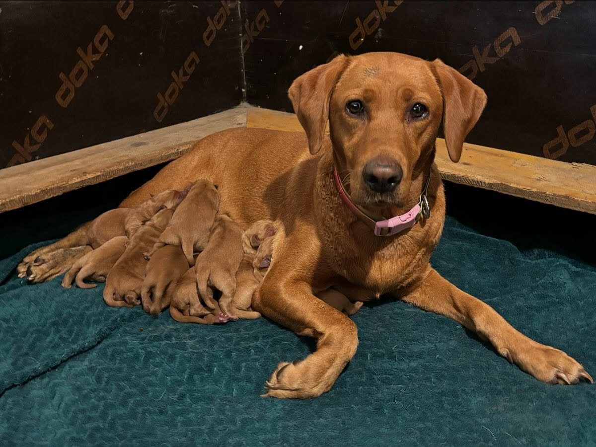 So excited to have safely welcomed 9 fox red labradors last night ! A very long night, but beautiful Millie did such a wonderful job, and is enjoying some well earned rest and quiet time now 🥰🥰 My RightPaw list has been notified 😁