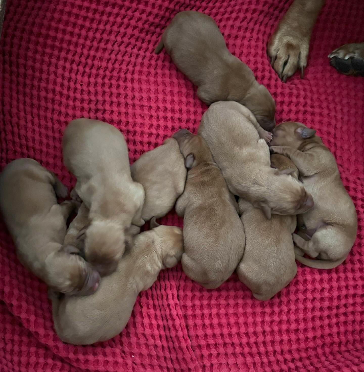 Nine little babies plus Mum&rsquo;s feet 🥰🥰 ENS and ESI started today. First scent was black tea. We had 1 positive, 5 neutral, and 3 negative reactions. Who know what tomorrow holds 🥰🥰