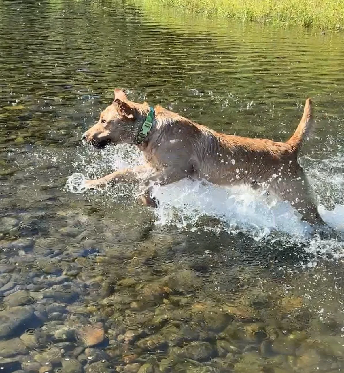 Some shots of Archie (Roughwater Prince du Rouge), our young field line labrador, co-owned with @gracevalelabs , in action !
