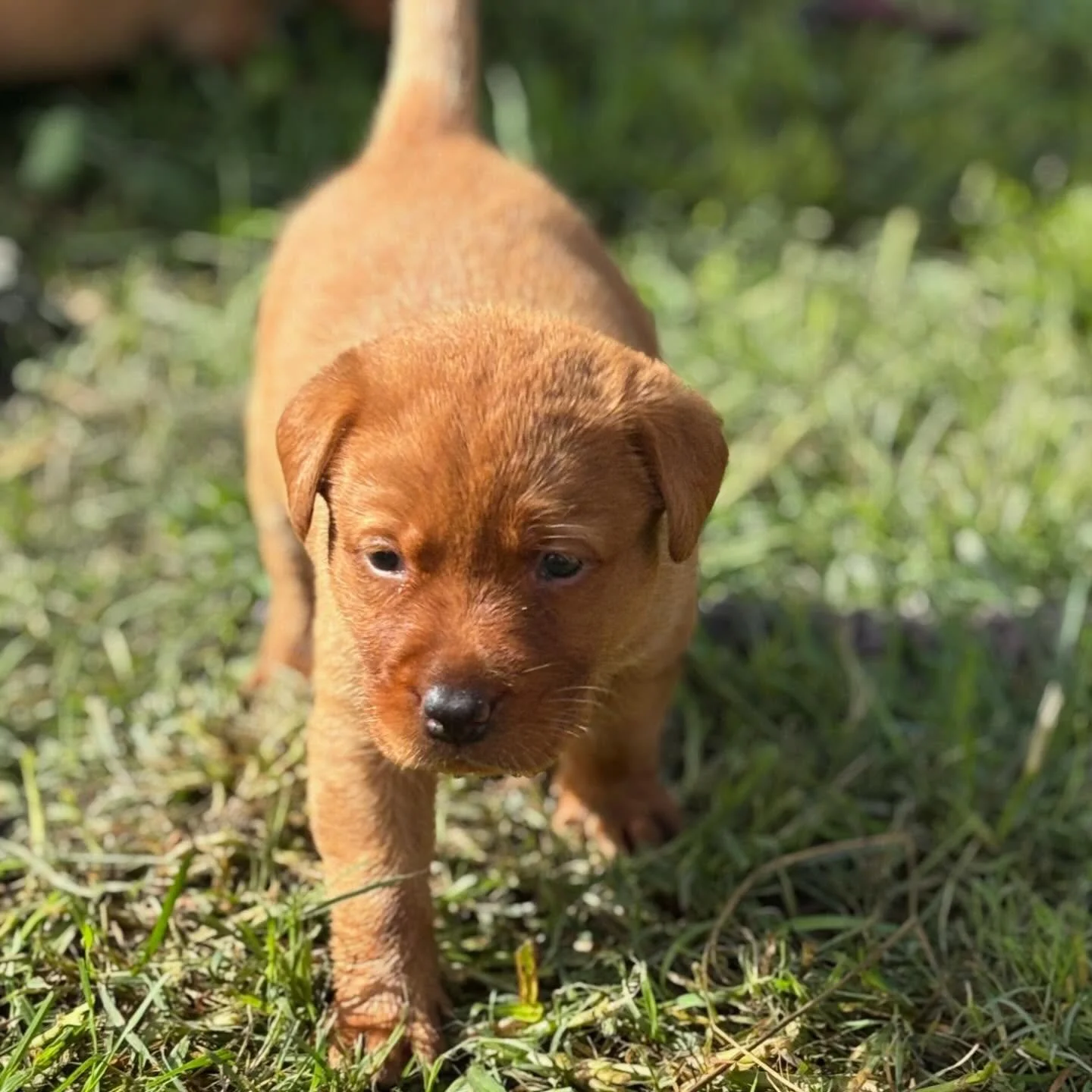 Catching some sun today &mdash; 4 weeks old 🥰🥰