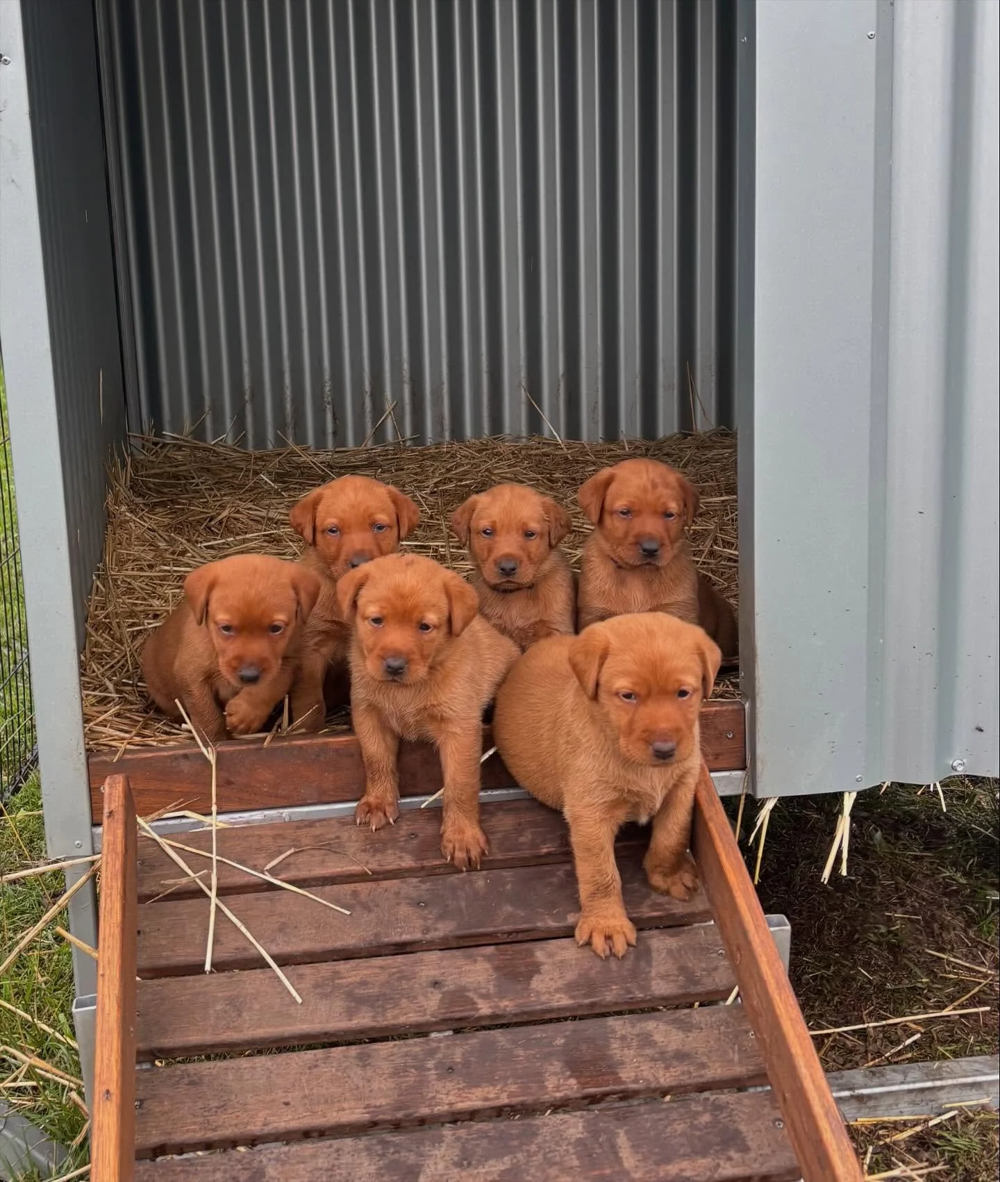 Wet Wet Wet 💧🦆 !!!!! We have had lots of rain recently but thanks to our @kof_rural shelters, the pups get to keep lovely and dry whilst still getting time outside 🥰🥰