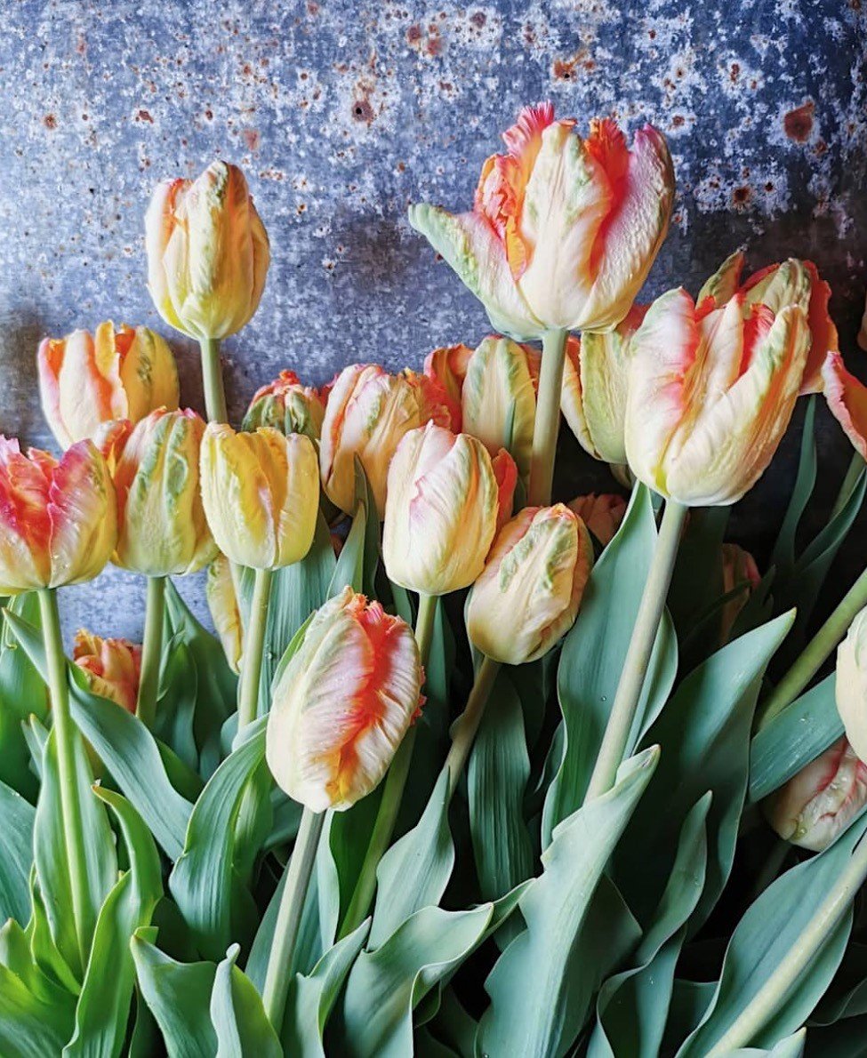 Bouquet de Tulipes Nordiques