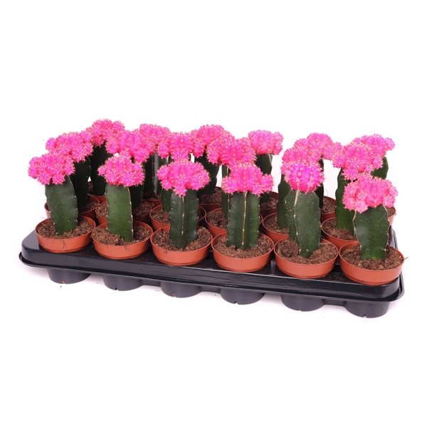Gymnocalycum pink 18cm