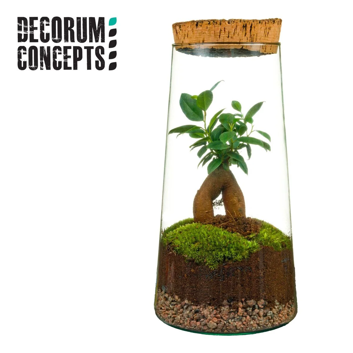 Glass Bonsai Terrarium with Cork Lid