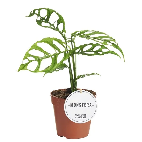 Monstera obliqua Peru