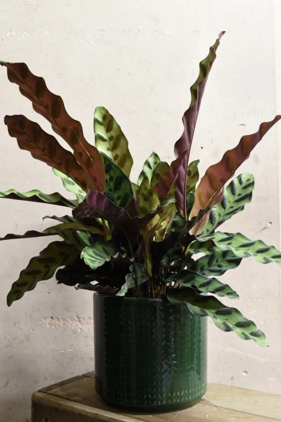 Calathea Insigne 30cm