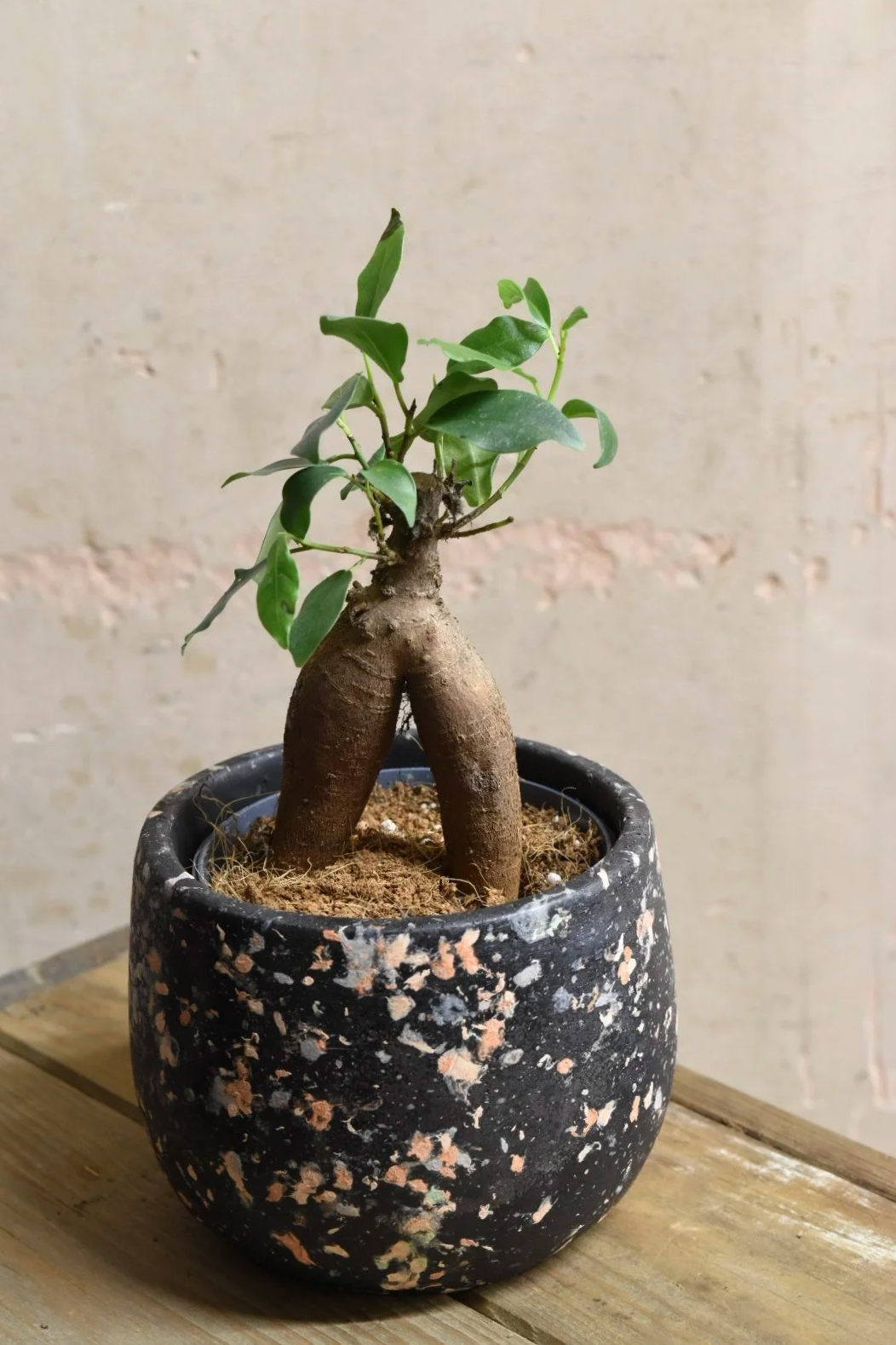 Ficus Ginseng
