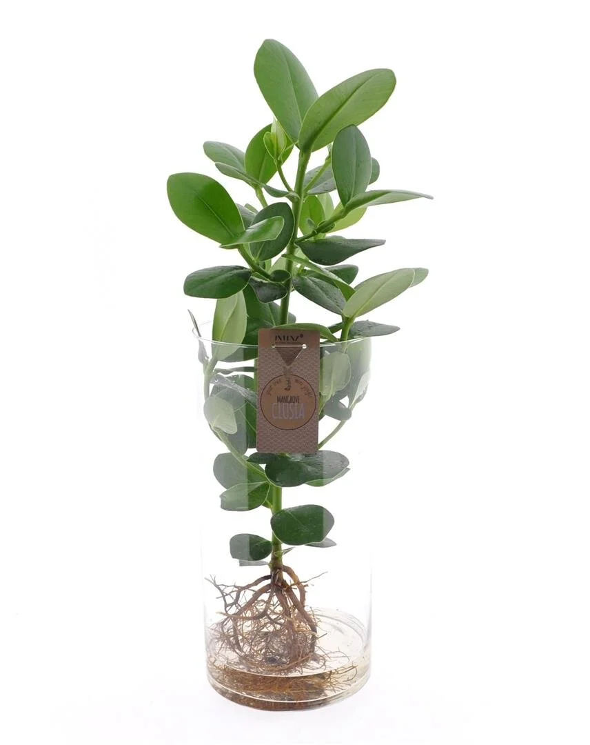 fitus plante Ficus Elastica Ruby - 6 Inch Pot main image 1
