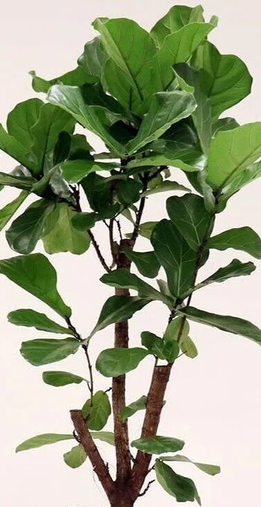 Ficus+lyrata+branched+150cm+%C2%A3320.jpg