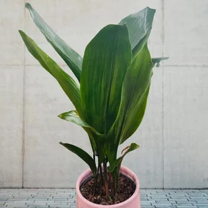 Aspidistra Cast Iron  Plantsocietree | Indoor Plant Boutique | Indoor  Plants, Cacti, Bonsai, Terrariums & Statement Plants | London, UK