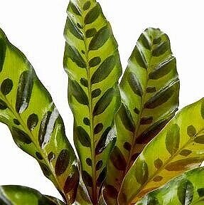 Calathea%2BRattlesnake%2BLeaves.jpg