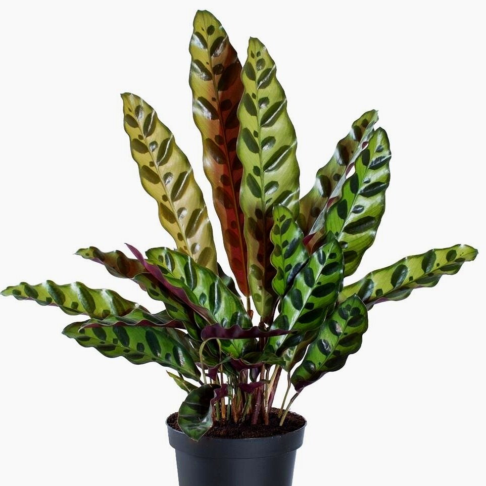 Calathea+Insigne.jpg