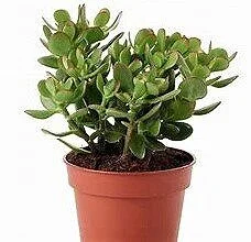 Crassula Money Tree (Jade Plant) | Easy-Care Houseplant  Plantsocietree |  Indoor Plant Boutique | Indoor Plants, Cacti, Bonsai, Terrariums &  Statement Plants | London, UK