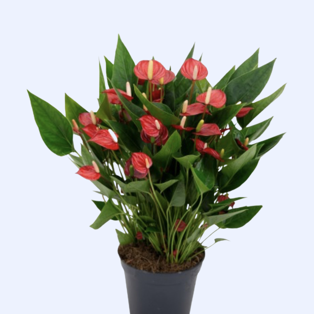 Anthurium Million Flowers