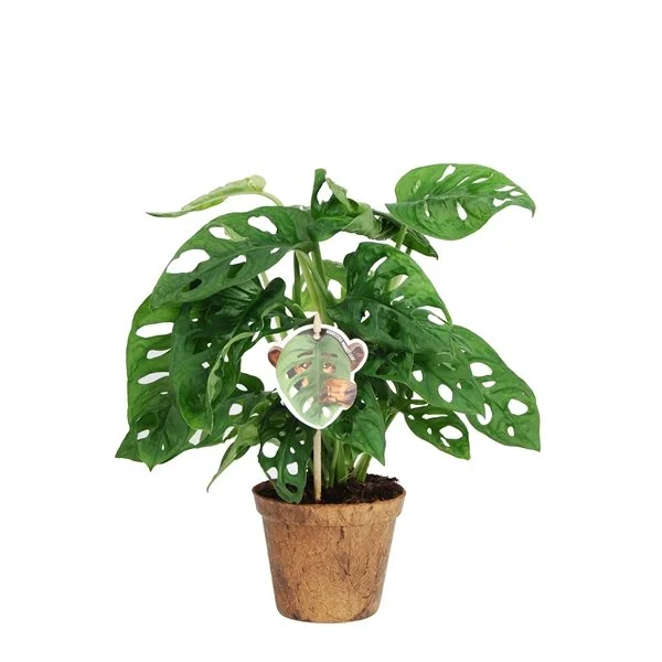philodendron sodiroi Philodendron Sodiroi XL