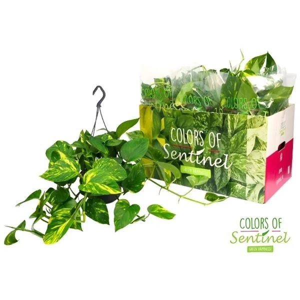 Epipremnum pinnatum hanging