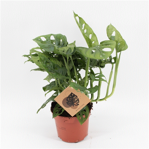 philodendron red sun pflege Philodendron Red Sun – Secret Garden Plant Shop