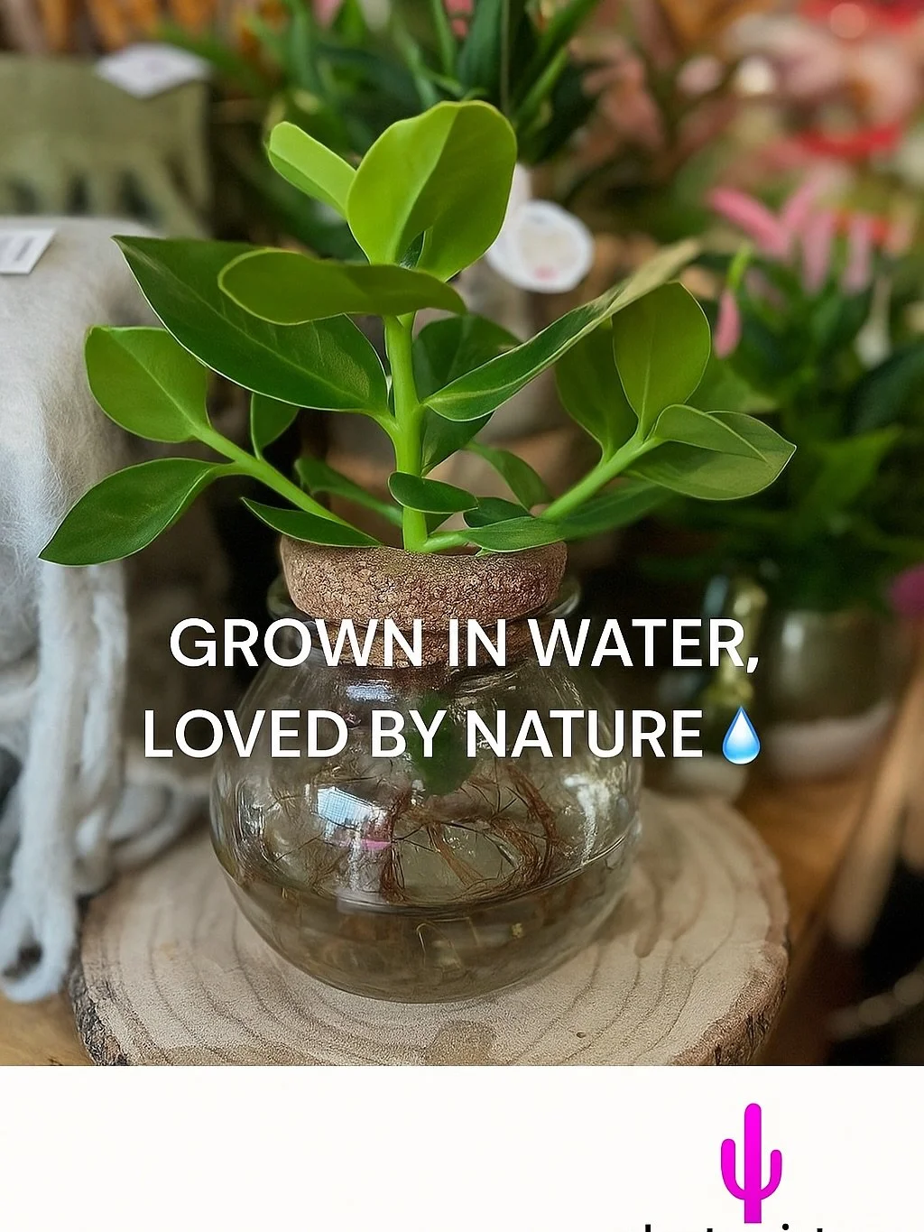 ✨ Bring nature indoors &mdash; without the mess!
Our hydroponic plant collection grows beautifully in water, not soil. Perfect for homes, offices, and gifts 🌿💧

Each piece is hand-selected and rooted in glass with love &mdash; minimalist, modern, a
