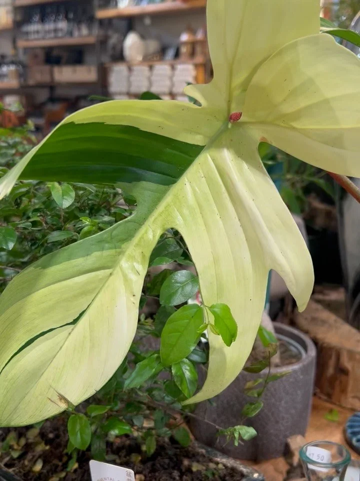 The ghost has arrived. 👻

Our new Philodendron Florida Ghost is here, and it&rsquo;s casting the most beautiful spell. Watch in awe as its new leaves unfurl in a stunning shade of white, slowly maturing to a deep, glossy green.

A true living sculpt