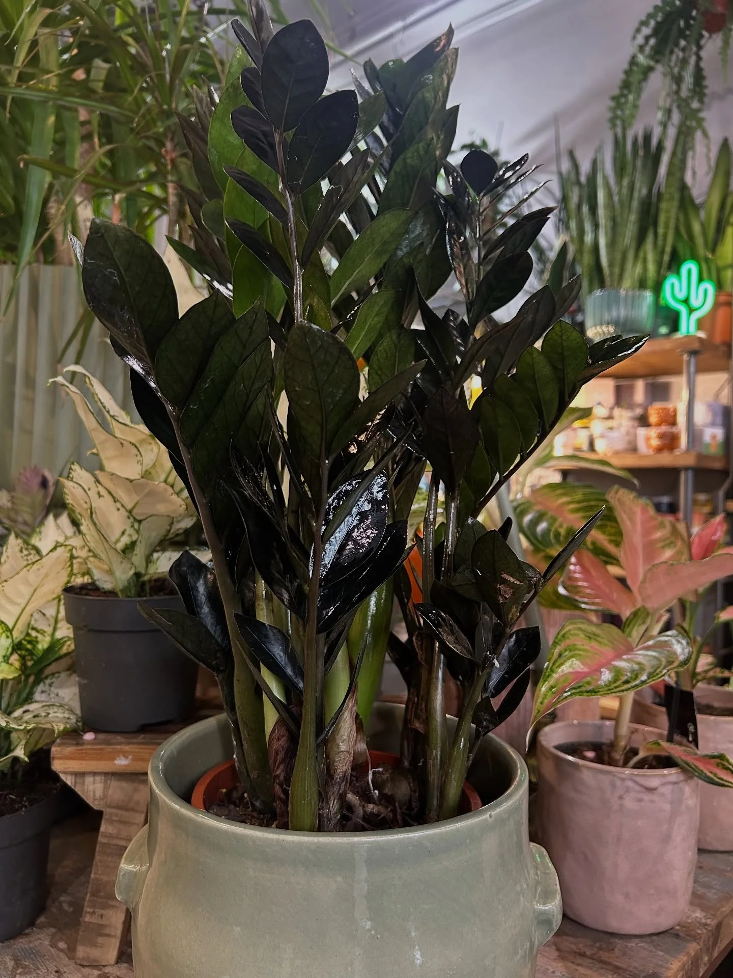 Goth Garden Meets Modern Minimalism. 

Meet the dynamic duo of the low-maintenance plant world: the ZZ Raven and ZZ Zenzi!  #plantmakepeoplehappy #plantparenthood #plantstyle #indoorjungle #houseplant #se1 #se17 #se11 #se15