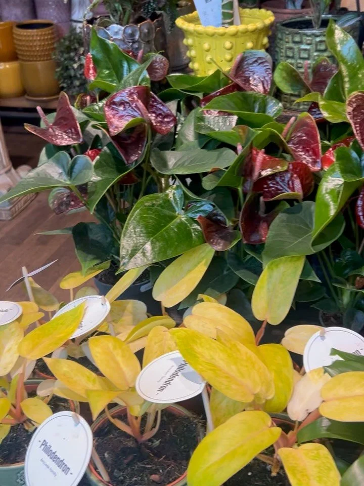 &ldquo;🌿 NEW STOCK ALERT! 🌿
 We just restocked our shelves with rare finds and beginner-friendly greens! Swipe to see our top picks.  #plantmakepeoplehappy #plantparenthood #rareplants #indoorjungle #philodendron #veriegatedplants #se17 #se15 #se1 